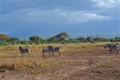 Kenia  (37)